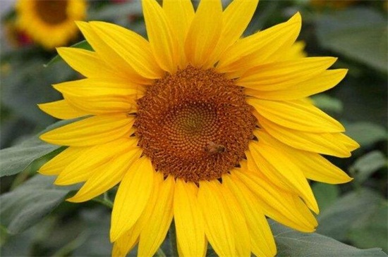 深黄太阳花