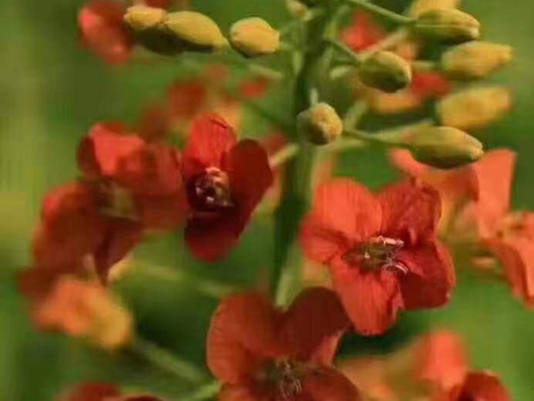 彩色油菜花