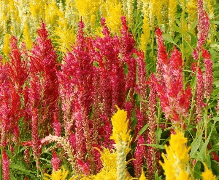 羽状鸡冠花种子